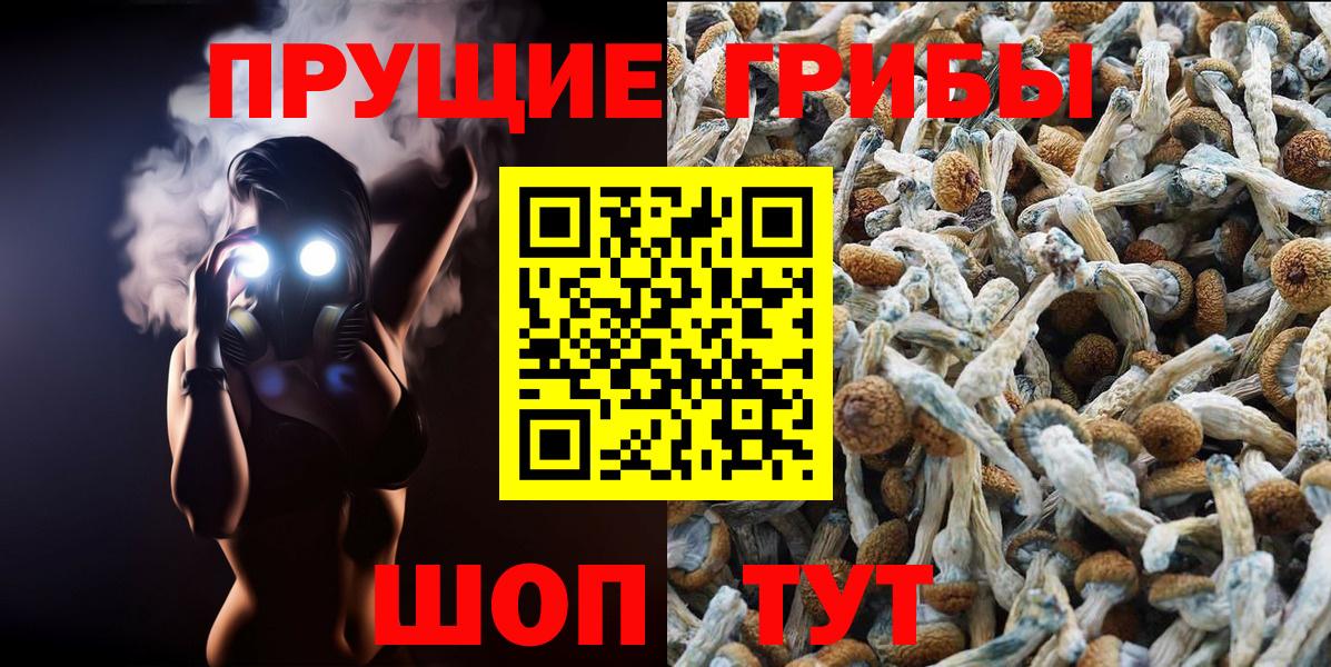 Псилоцибиновые грибы Cubensis Старая Купавна